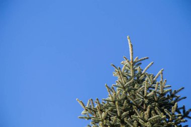 Ağacın üst kısmı ağaç dalları ve gökyüzü manzaralı