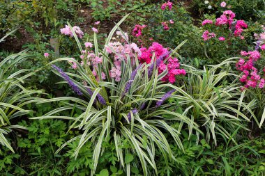 Doğada güzel taze çiçekler