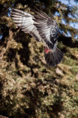 Single pigeon in the air with wings wide open clipart