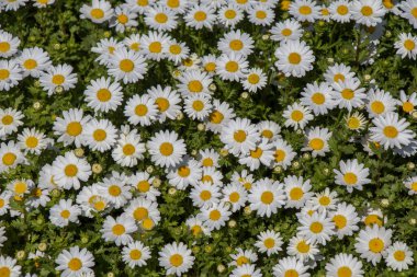 Arka plan olarak güzel papatya çiçekleri