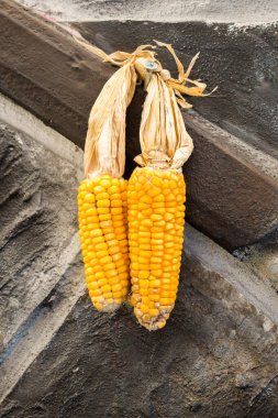 Çekirdeklerdeki kuru mısırlar soyulmuş.