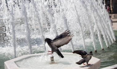 City pigeons by the side of water at a fountain clipart