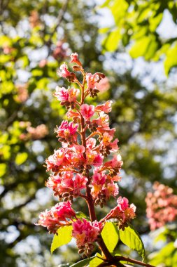 Renkli çiçekler baharda ağaçlarda açar.