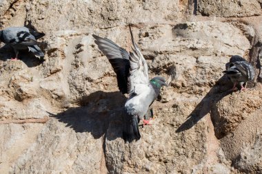 Güvercinler arka planda oturuyor.