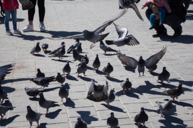 Güvercinler üzerinde bir taş döşeme