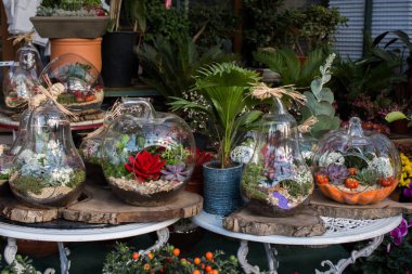 Dekoratif amaçlı sahte renkli çiçekler