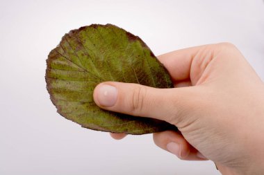 Hand holding a dry autumn leaf in hand on a white background clipart