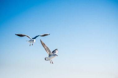 Pair of seagulls flying in the sky background clipart