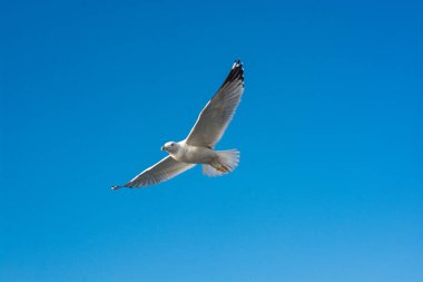 Deniz kuşu martısı özgürlük kavramı olarak gökyüzünde uçuyor.