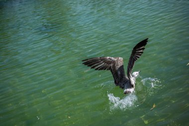Gölün sığ sularında tek bir martı.