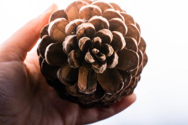 Küçük çocuk beyaz arka planda elinde çam kozalağı tutuyor.