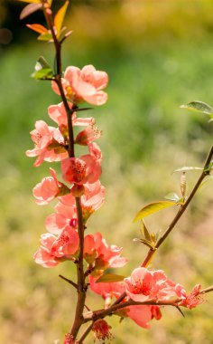 Bahar mevsiminde ağaçlar çiçek açar.