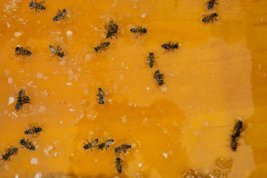 Sıvı halde taze doğal sarı bal.