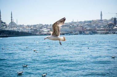 Arka planda cami olan martı gökyüzünde uçuyor.