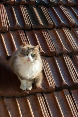 Evcil bir hayvan gibi görünen sevimli bir kedi yavrusunun portresi