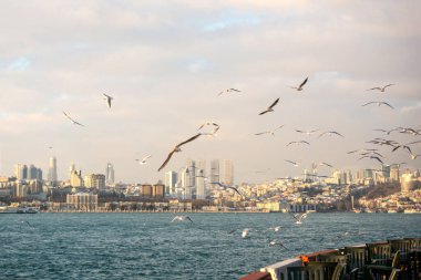Martıların Denizi sularının uçmak
