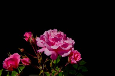 Siyah arka planı olan güzel güller.