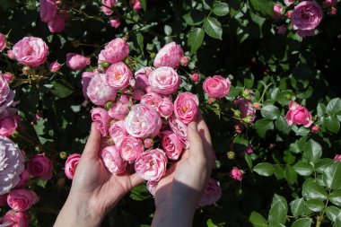 Elindeki güzel taze güller