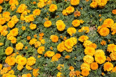 Renkli bir arkaplan olarak açan bahar çiçekleri