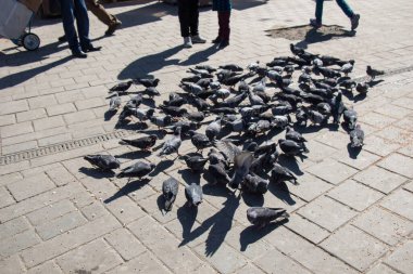 Yalnız kuşlar şehir ortamında yaşar.