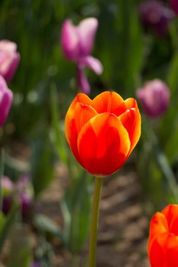 Bahar mevsiminde Tek Lale Çiçeği Açar