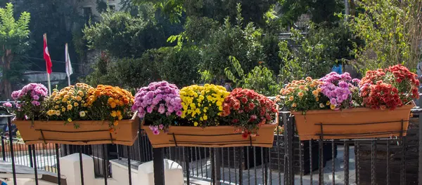 Çiçek saksısında güzel doğal bahar çiçekleri