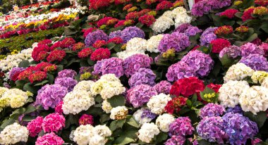 Renkli bir arkaplan olarak açan bahar çiçekleri