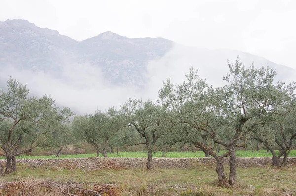 Оливкові Дерева Долині Пелінь Задньому Плані Ранковий Туман Тоншає — стокове фото