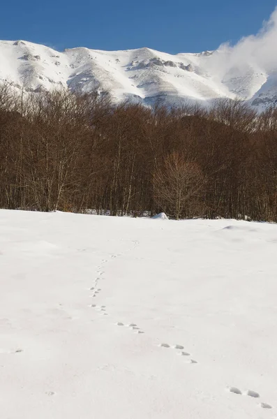 Abruzzo Nationaal Park Majella San Leonardo Pass Voetsporen Verse Sneeuw — Stockfoto