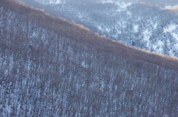 Abruzzo Maiella Plateau Bos Met Kale Bomen Sneeuw — Stockfoto