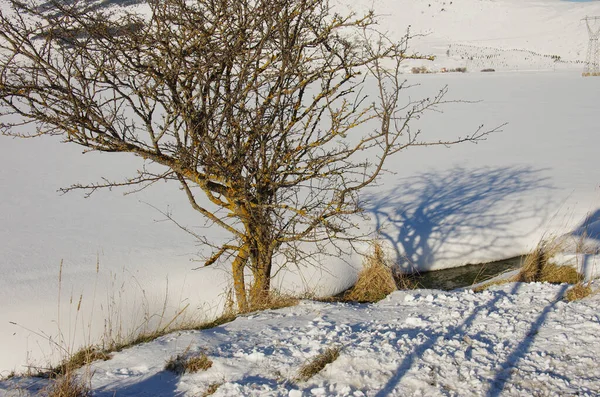 Árbol Atacado Por Líquenes Amarillos Paisaje Nevado —  Fotos de Stock