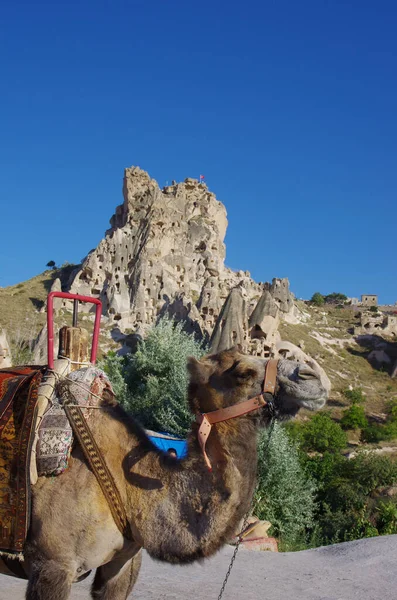 stock image Uchisar - Turkey - A camel for tourist excursions and the famous castle in the background