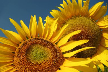 Close-up of two sunflowers facing the sun