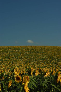 Sunflower cultivation in the Molise countryside, Italy.