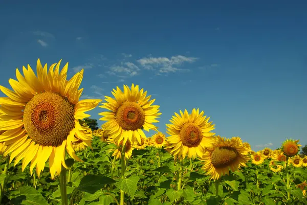Sunflower cultivation in the Molise countryside, Italy.