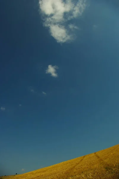 Freshly harvested corn field with furrows of an agricultural vehicle