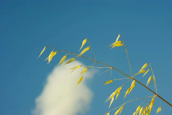 An oat plant stands out against the sky with a cloud