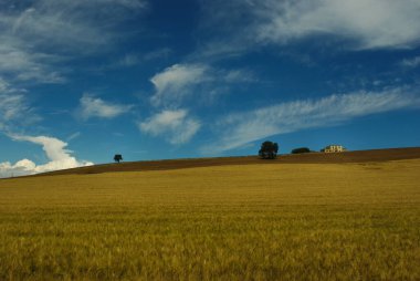 The Molise countryside in late spring with fields of ripe wheat and an old farmhouse