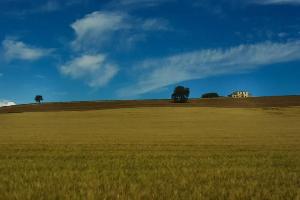 The Molise countryside in late spring with fields of ripe wheat and an old farmhouse
