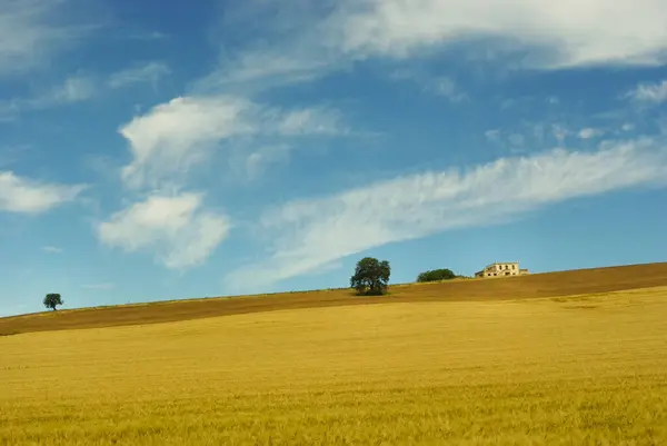 The Molise countryside in late spring with fields of ripe wheat and an old farmhouse