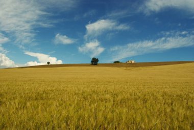 The Molise countryside in late spring with fields of ripe wheat and an old farmhouse, framed by a blue sky with white clouds