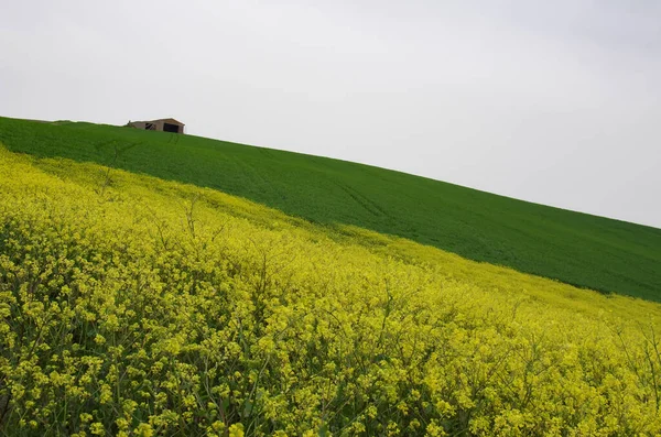 Sahneyi tamamlamak için aşağı Molise kırsalında hala yeşil buğday, eski bir çiftlik evi ve sarı kır çiçekleri ile