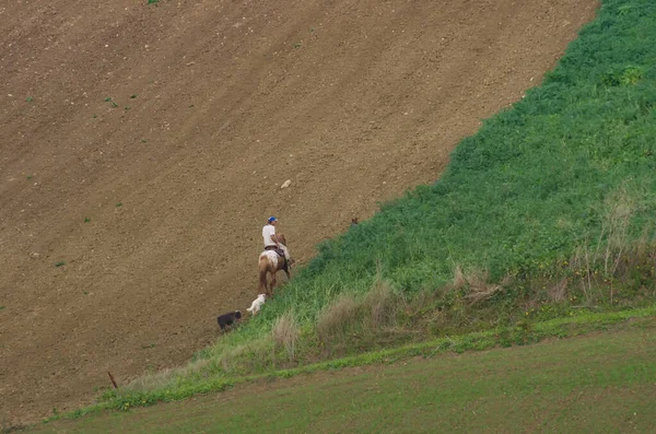 Knight rides his horse and leads his dogs in the Molise countryside