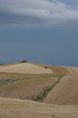 Glimpse of the Molise countryside while an agricultural machine is harvesting the wheat