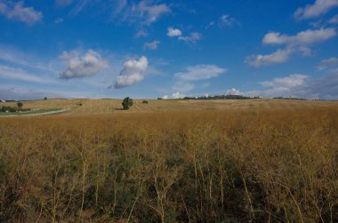 In the foreground, a plantation of fennel seeds and in the background the Molise countryside with freshly harvested wheat