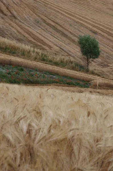 Молісова Сільська Місцевість Під Час Жнив Пшениці — стокове фото