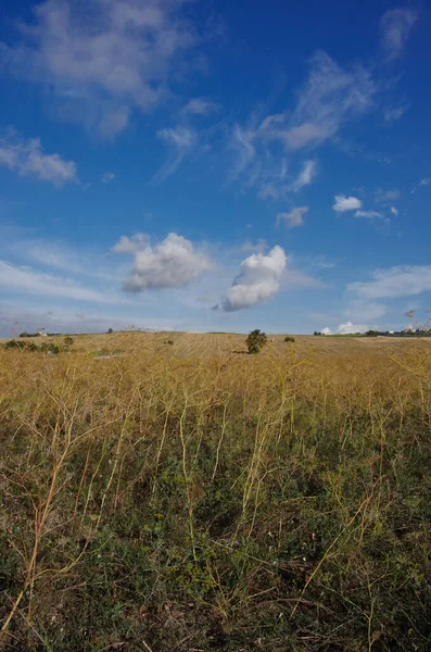 Foreground Plantation Fennel Seeds Background Molise Countryside Freshly Harvested Wheat — Stock Photo, Image