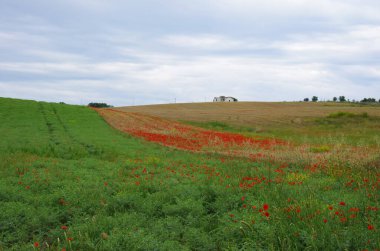 Molise kırsalında kırmızı haşhaş ve buğday tarlası ve arka planda bir çiftlik evi..