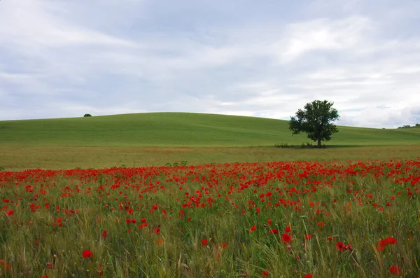 Пшеница Красные Маки Сельской Местности Молизе Италия — стоковое фото
