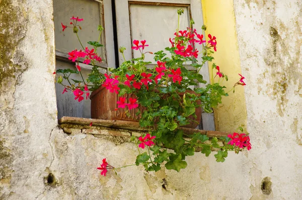 Pot of red geraniums on an old window sill with a background of a dilapidated wall